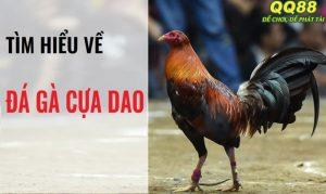 Tìm hiểu về loại hình đá gà cựa dao