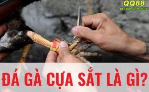 Khám phá loại hình cá cược đá gà cựa sắt