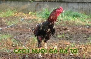 Cách nuôi gà đá tơ trở thành chiến kê bất bại mọi mặt trận
