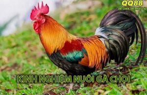 Kinh nghiệm nuôi gà chọi khỏe mạnh từ chuyên gia QQ88