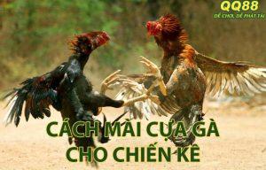 Hướng dẫn cách mài cựa gà cho chiến kê chuẩn, đúng kỹ thuật