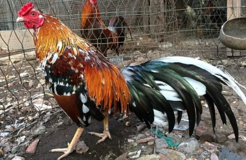 Ngũ sắc là giống gà quý được nhiều người yêu thích