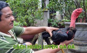 Cách huấn luyện gà đá tăng khả năng chiến thắng tại QQ88