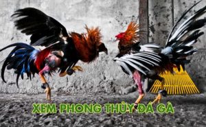 Phong thủy đá gà là gì và có nên tin tưởng tuyệt đối không?