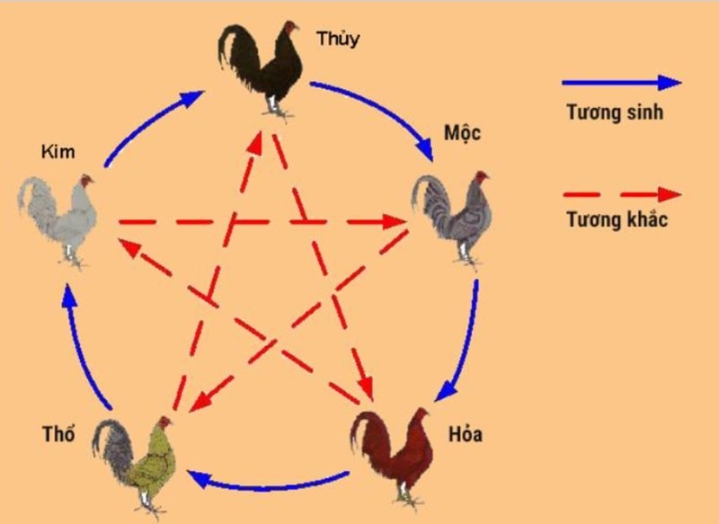 Anh em có thể dựa vào ngũ hành để lựa chọn chiến kê phù hợp