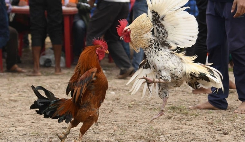 Anh em không nên tin hoàn toàn vào phong thủy đá gà